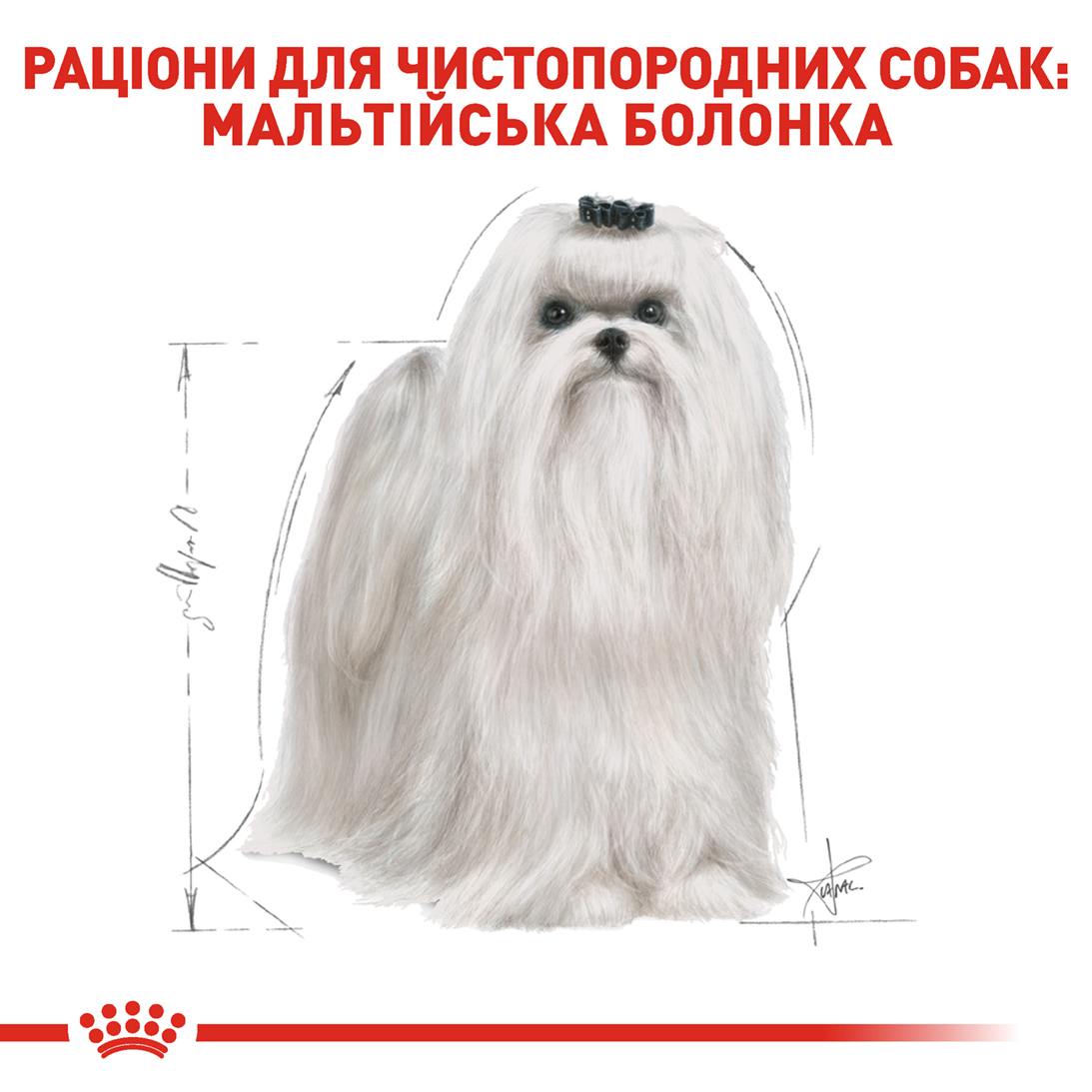 Корм для дорослих собак ROYAL CANIN MALTESE ADULT 0.5 кг - Зображення 5