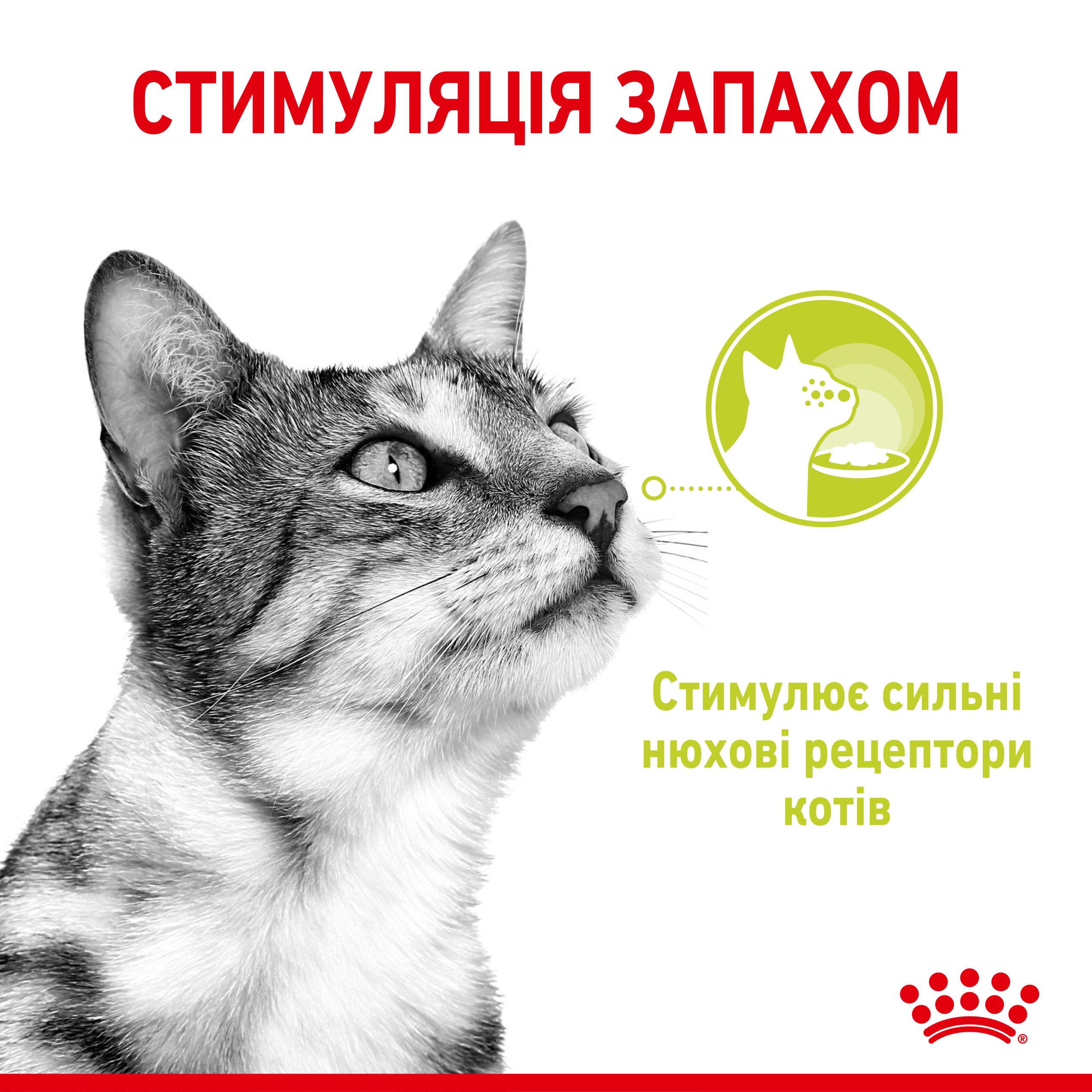 Вологий корм для дорослих котів ROYAL CANIN SENSORY SMELL JELLY 85г - Зображення 2