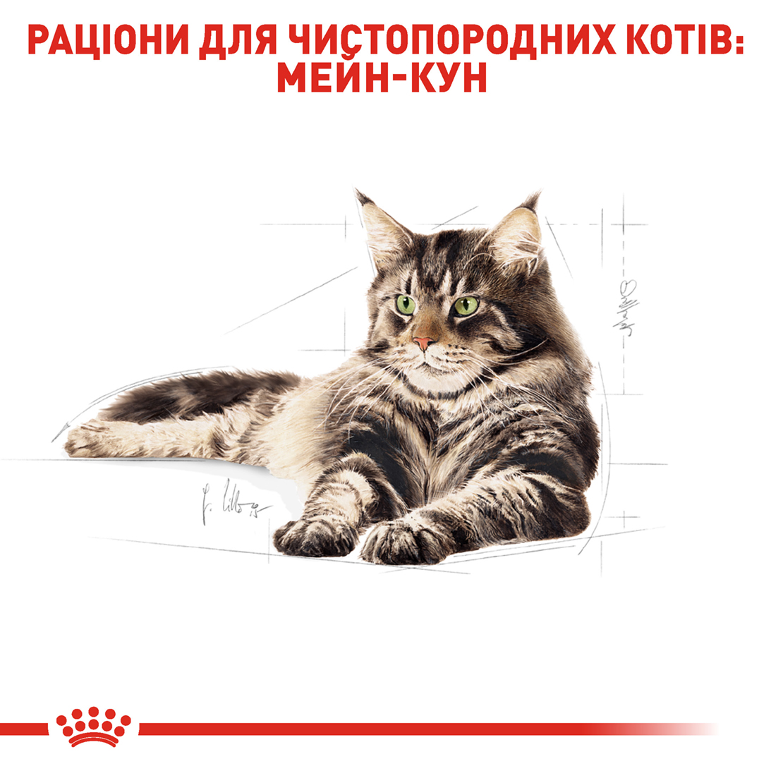 Вологий корм для дорослих котів ROYAL CANIN MAINECOON ADULT 85г x 12 шт. - Зображення 2